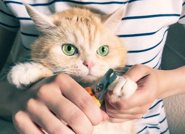 how-to-cut-your-cat-s-nails-furry-nation-salvation